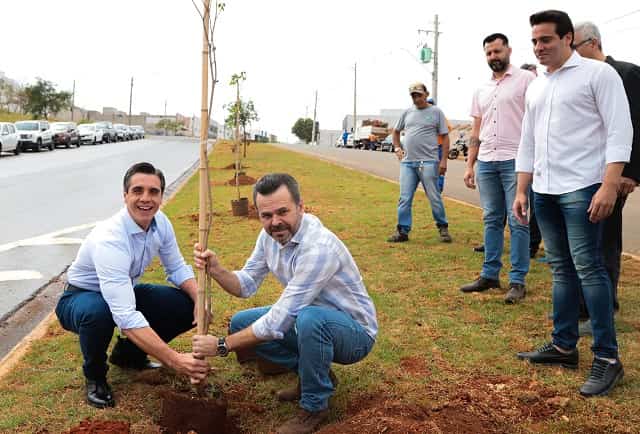 Dia da Árvore: Ipê-amarelo é a árvore símbolo de Santa Bárbara 1 dia da arvore plantio ipes amarelo 08 imprensa