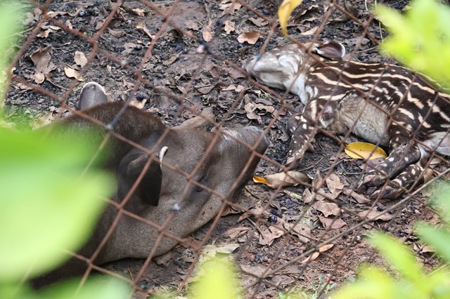 Nasce filhotinho de anta no Parque Ecológico de Americana 1 anta parque ecológico de americana