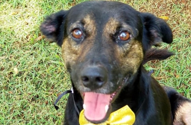 Cão resgatado de tanque de esgoto em Sumaré está pronto para adoção 1 cao-resgatado
