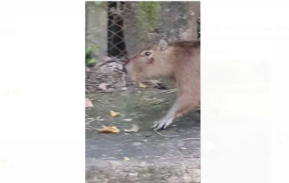 Capivara ferida é resgatada pelo GPA no Jardim Ipiranga 1 capivara-ferida-gpa