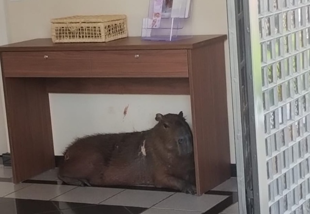 Capivara ferida busca abrigo dentro de igreja em Santa Bárbara 1 capivara-igreja-santa-barbara