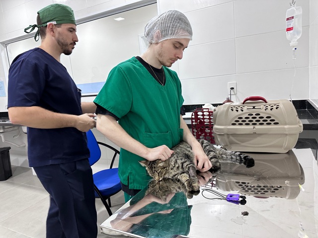 Ainda há vagas para 'mutirão extra' de castração de gatos em Nova Odessa 1 castracao-nova-odessa (2)