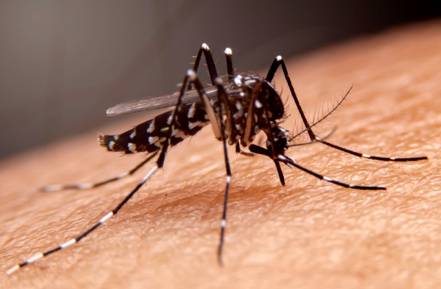 Santa Bárbara confirma segunda morte por dengue 1 dengue-morte