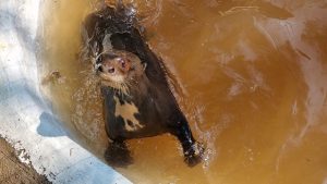 parque-ecologico-americana