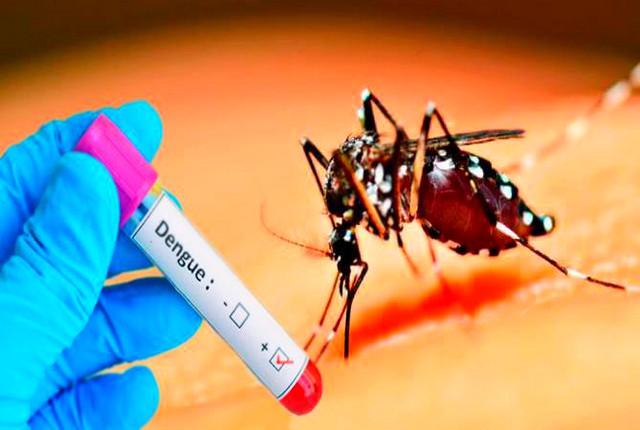 São Paulo se aproxima de 300 mil casos confirmados de dengue 1 São Paulo se aproxima de 300 mil casos confirmados de dengue