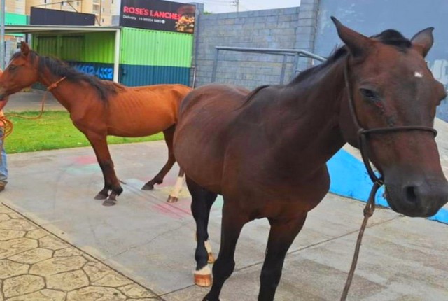 Trânsito e Zoonoses apreendem dois cavalos soltos em Nova Odessa 1 Trânsito e Zoonoses apreendem dois cavalos soltos em Nova Odessa