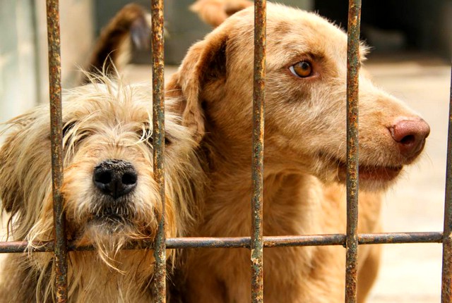 Vereador sugere programa de castração e construção de canil para animais em situação de rua 1 Vereador sugere programa de castração e construção de canil para animais em situação de rua