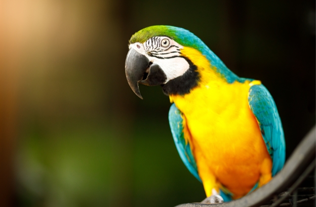 Arara morre no Parque Ecológico de Americana após ataque de abelhas 1 arara-parque-ecologico