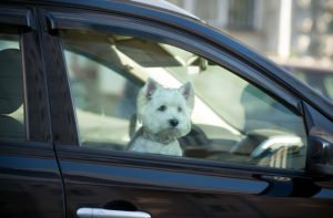 cachorro-dentro--carro