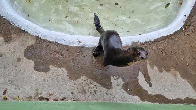 Moradores de Americana entram de graça no Parque Ecológico neste final de semana 1 moradores-parque-ecologico