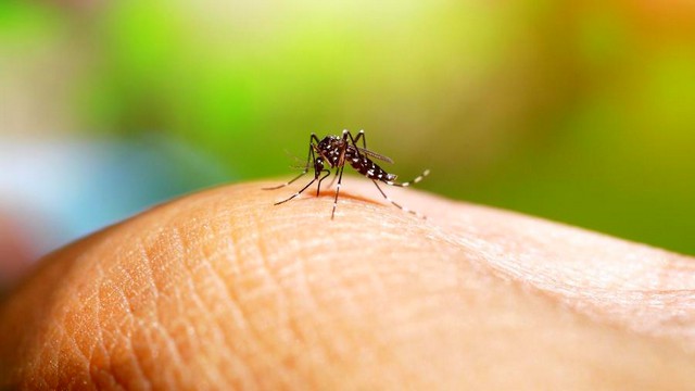 Com mais duas confirmações, Americana registra 21 óbitos por dengue 1 Com mais duas confirmações, Americana registra 21 óbitos por dengue