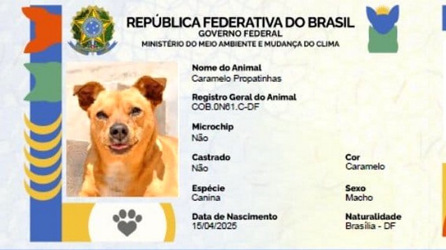 Governo lança SinPatinhas, o programa de RG para pets