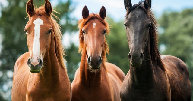 Proprietários de cavalos e outros equinos devem atualizar dados cadastrais 1 Proprietários de cavalos e outros equinos devem atualizar dados cadastrais