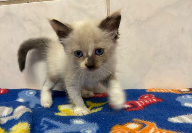 Adote um Pet: quatro gatinhos e dois cãezinhos estão para adoção nesta quarta no Tivoli 1 adocao-tivoli