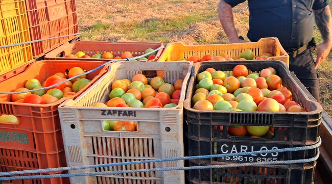 Furto de tomates na zona rural de Sumaré termina com três prisões