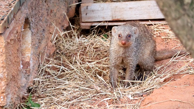 Parque Ecológico de Americana recebe novos animais 1 Parque Ecológico de Americana recebe novos animais