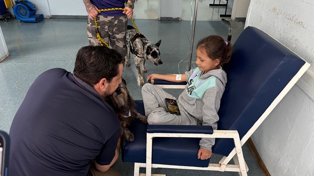Cães terapeutas encantam profissionais e pacientes na SIPAT do Hospital Municipal 1 hospital-caes-terapeutas