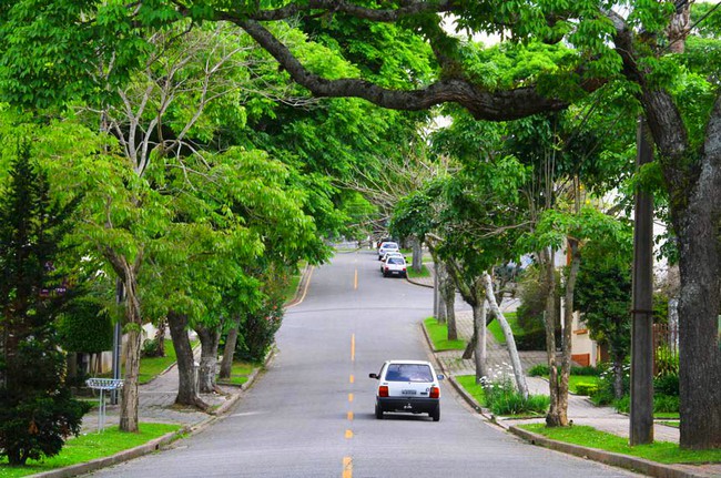 Americana abre inscrições para curso gratuito de arborização urbana 1 Americana abre inscrições para curso gratuito de arborização urbana