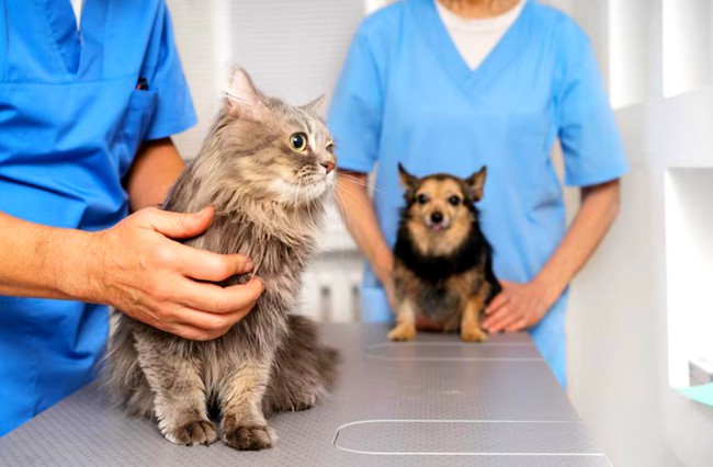 Nova Odessa lança inscrição online para castração gratuita de pets 1 Nova Odessa lança inscrição online para castração gratuita de pets
