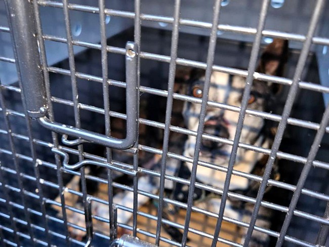 Nova Odessa registra resgate de cão abandonado e GCM busca suspeito 3 Nova Odessa registra resgate de cão abandonado e GCM busca suspeito