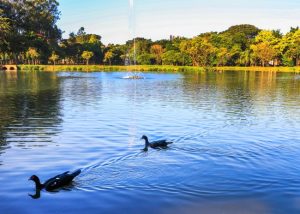 Plantas removidas do Parque dos Ipês vão virar adubo orgânico