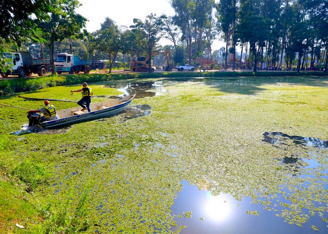 Plantas removidas do Parque dos Ipês vão virar adubo orgânico 2 Plantas removidas do Parque dos Ipês vão virar adubo orgânico