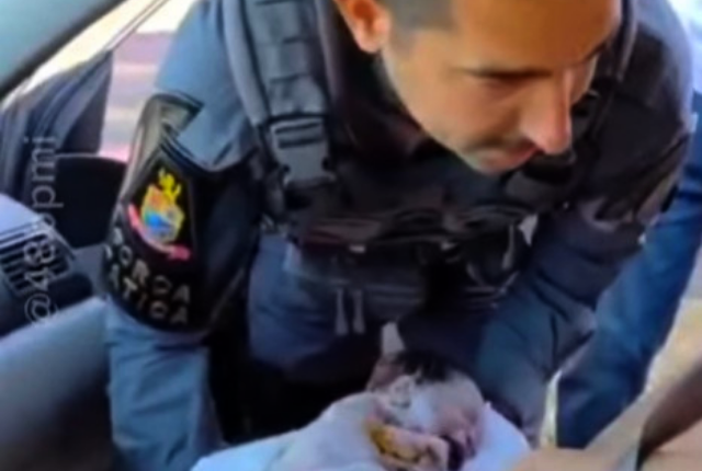Policiais da Força Tática realizam parto de emergência em Sumaré 1 Policiais da Força Tática realizam parto de emergência em Sumaré