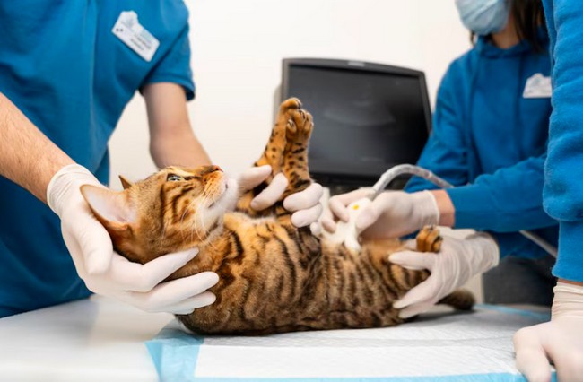 Prefeitura de SBO propõe nova vaga de veterinário e extinção de dois cargos 1 Prefeitura de SBO propõe nova vaga de veterinário e extinção de dois cargos
