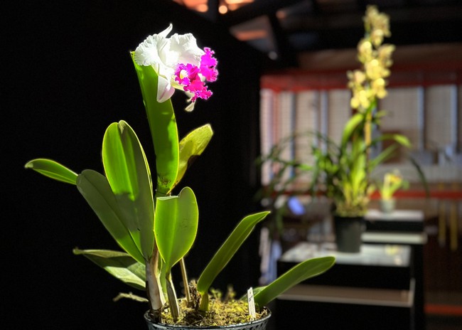 Santa Bárbara recebe Festival das Orquídeas neste sábado 1 Santa Bárbara recebe Festival das Orquídeas neste sábado