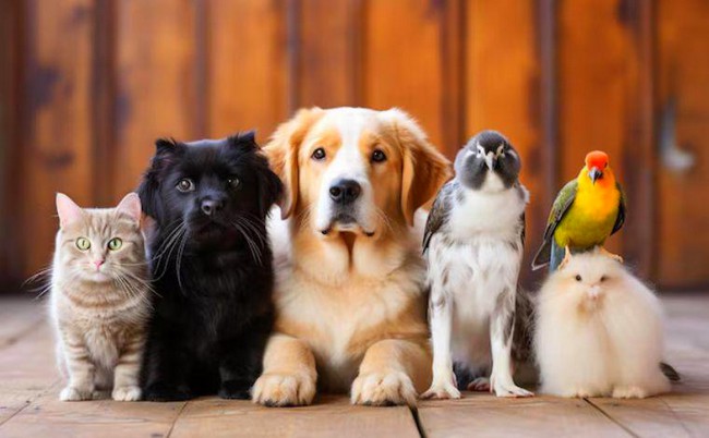Sumaré aprova criação de Censo de Animais Domésticos 1 Sumaré aprova criação de Censo de Animais Domésticos