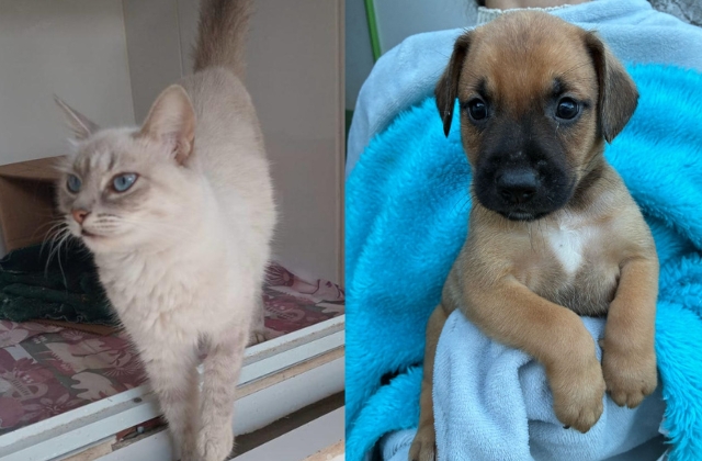 Tivoli tem 3 gatinhos e 4 cães para adoção nesta quarta-feira 1 adocao-tivoli