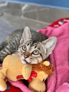 adote-pet-tivoli