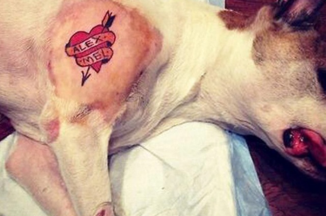Nova lei proíbe tatuagens e piercings em cães e gatos no Brasil 1 Cachorro tatuado. Tatuagem animais.Foto: Gab. Dep. Edmir Chedid/ALESP