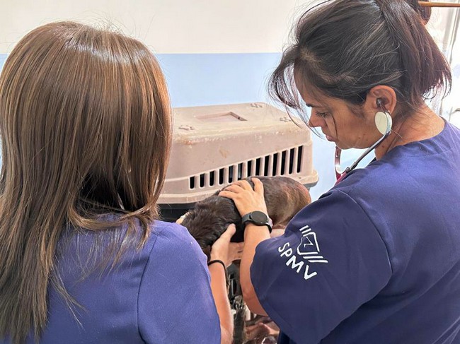 Bem-Estar Animal de Nova Odessa completa um ano com 16 mil atendimentos 1