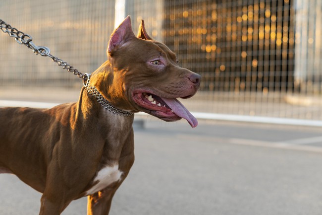 Menina de 2 anos morre após ataque de pitbull em Hortolândia 1 Menina de 2 anos morre após ataque de pitbull em Hortolândia
