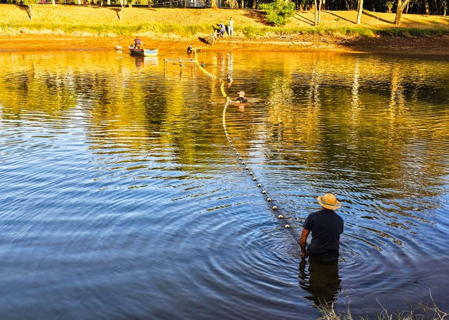 Prefeitura de S. Bárbara transfere peixes da lagoa do Parque Araçariguama 1 Prefeitura de S. Bárbara transfere peixes da lagoa do Parque Araçariguama
