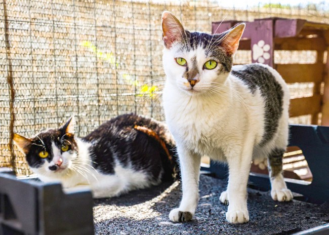 Santa Bárbara incentiva adoção responsável de gatos adultos 1 Santa Bárbara incentiva adoção responsável de gatos adultos