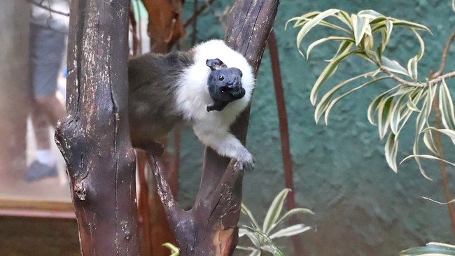 Zoo de Americana intensifica cuidados com animais no inverno 1 Zoo de Americana intensifica cuidados com animais no inverno