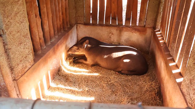 Zoo de Americana intensifica cuidados com animais no inverno 5 Zoo de Americana intensifica cuidados com animais no inverno