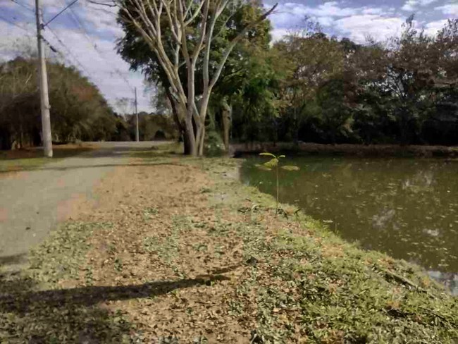 Vereador solicita limpeza de lago no Vale das Cigarras