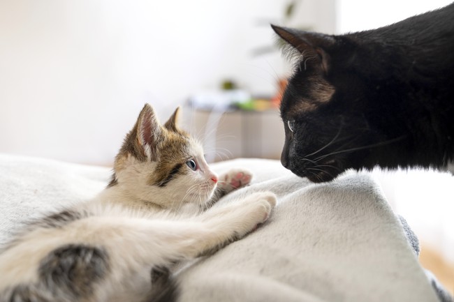Americana apresenta tratamento inovador de gatos em conferência internacional