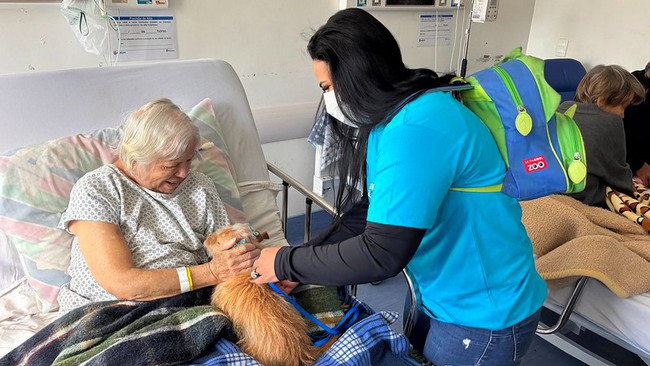 Cães terapeutas levam afeto e esperança ao Hospital Municipal