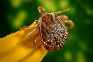 Combate à Febre Maculosa avança na Usina Santa Bárbara e parques da cidade 2