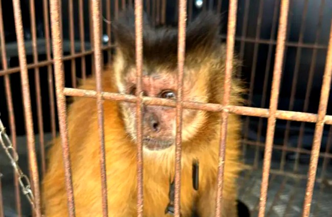 Macacos-prego são resgatados em Nova Odessa após serem dopados com pinga 1