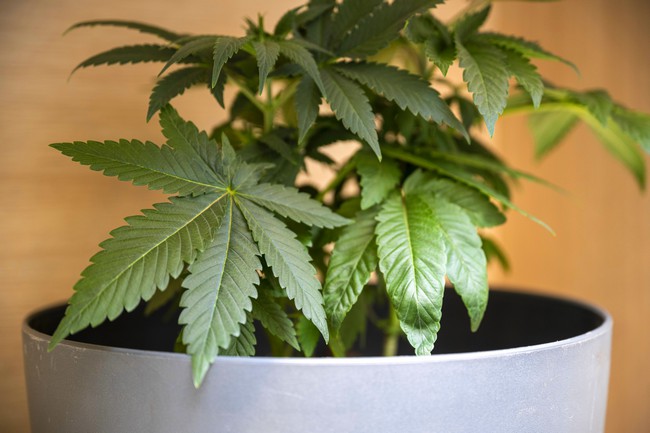 Polícia Militar apreende pé de maconha no Jardim São Francisco 1 Polícia apreende pé de maconha no Jardim São Francisco