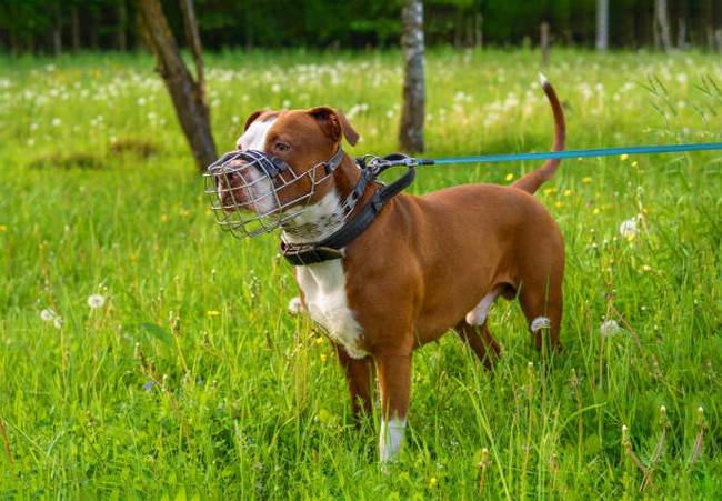 Santa Bárbara pode exigir focinheira e guia para cães perigosos