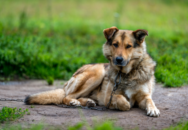São Paulo proíbe acorrentamento de cães e gatos