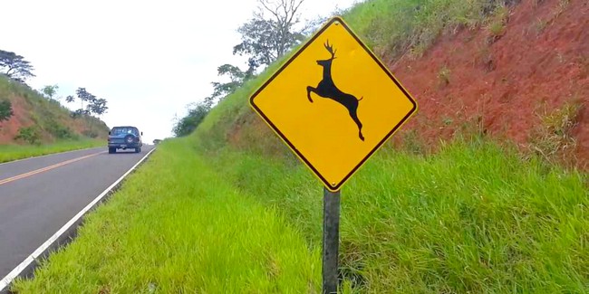 Vereador de SBO pede placas de alerta sobre animais silvestres na SP-306