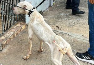 Vereador Alan Leal atua em resgate de cão da raça pitbull vítima de maus-tratos em Sumaré