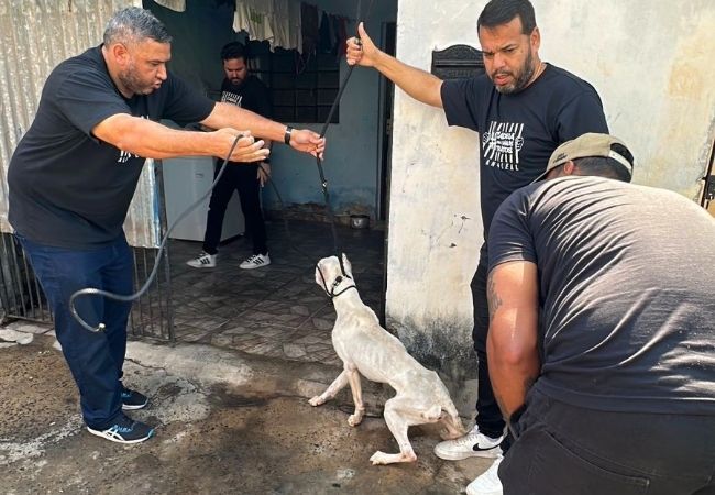Vereador Alan Leal atua em resgate de cão da raça pitbull vítima de maus-tratos em Sumaré